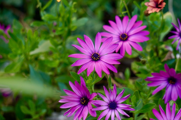 roze bloem plant in de tuin