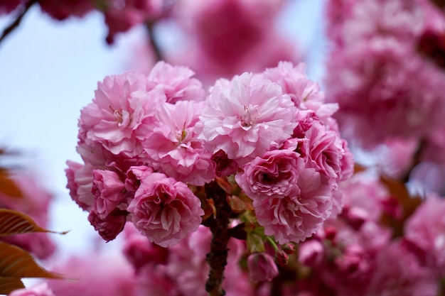 roze bloem plant in de tuin