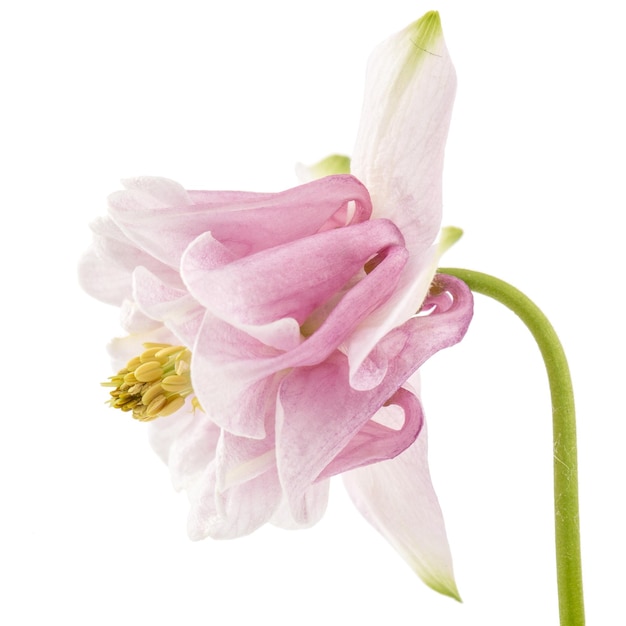 Roze bloem van aquilegia bloesem van stroomgebied close-up geïsoleerd op een witte achtergrond