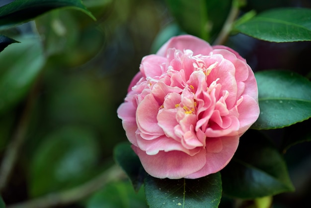 Roze bloem van het geslacht camellia, gemarkeerd op donkergroen gevormd door bladeren