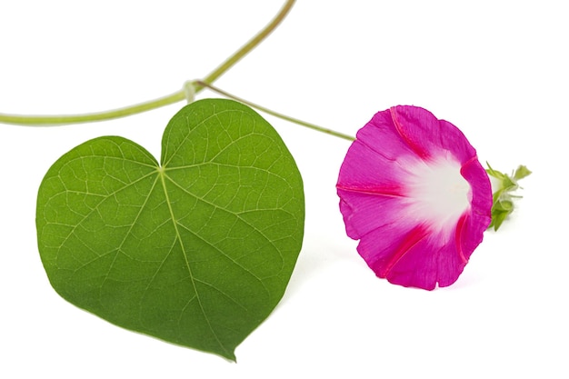 Roze bloem van ipomoea Japanse morning glory convolvulus geïsoleerd op een witte achtergrond