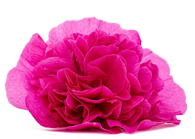 Roze bloem van kaasjeskruid geïsoleerd op een witte achtergrond
