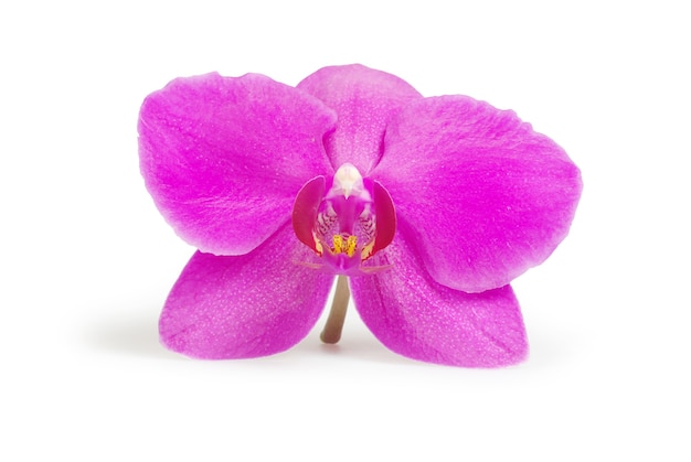 Roze bloem van orchideeën geïsoleerd op wit