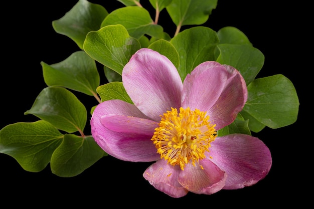 Roze bloem van peony lat Paeonia geïsoleerd op zwarte achtergrond