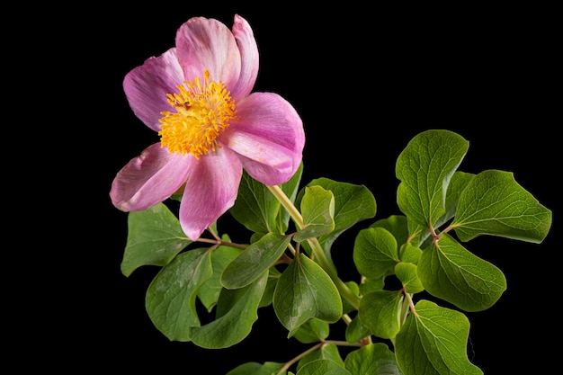 Roze bloem van peony lat Paeonia geïsoleerd op zwarte achtergrond