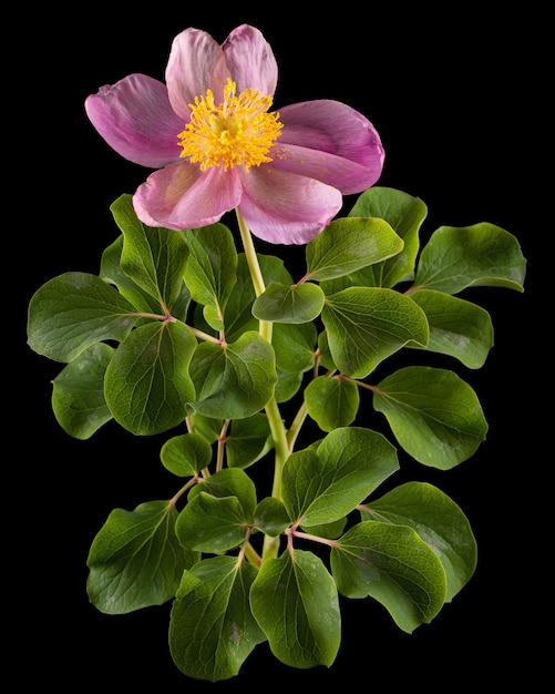 Roze bloem van peony lat Paeonia geïsoleerd op zwarte achtergrond