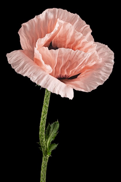 Roze bloem van poppy lat Papaver geïsoleerd op zwarte achtergrond