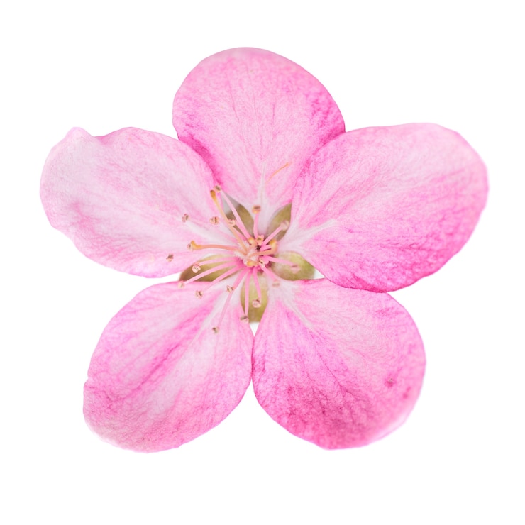 Foto roze bloem van sakura boom geïsoleerd op een witte achtergrond. macro close-up studio opname