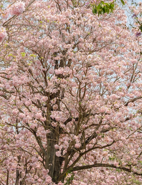 Roze bloem van trompet of Tabebuia-boom