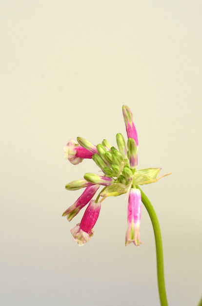 Roze bloem voor achtergrond