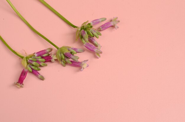 Foto roze bloem voor achtergrond