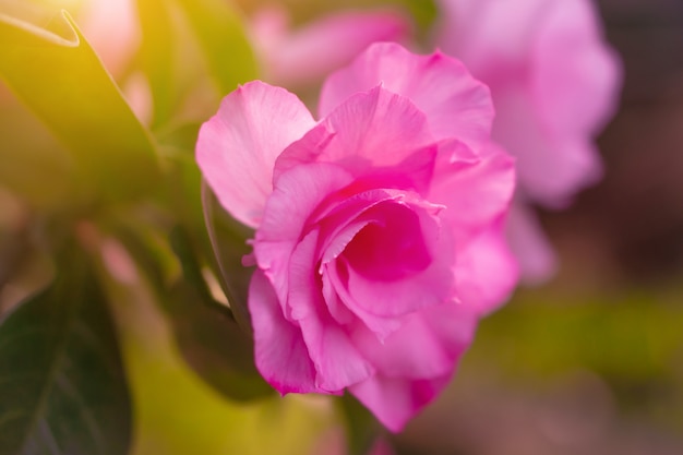 Roze bloem