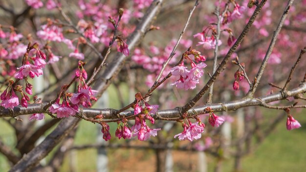 Roze bloem