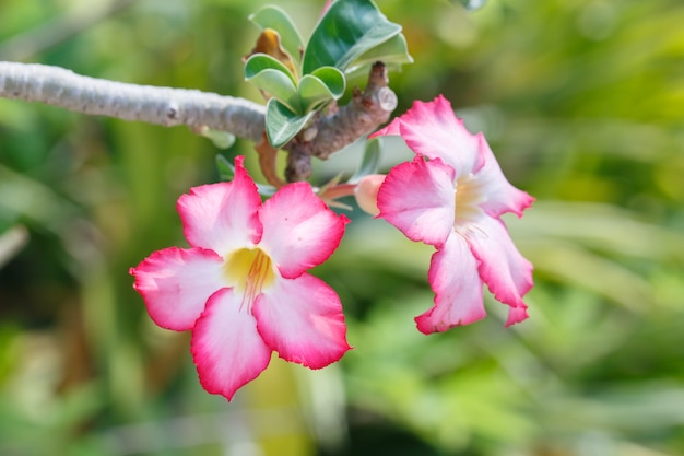 Roze bloem