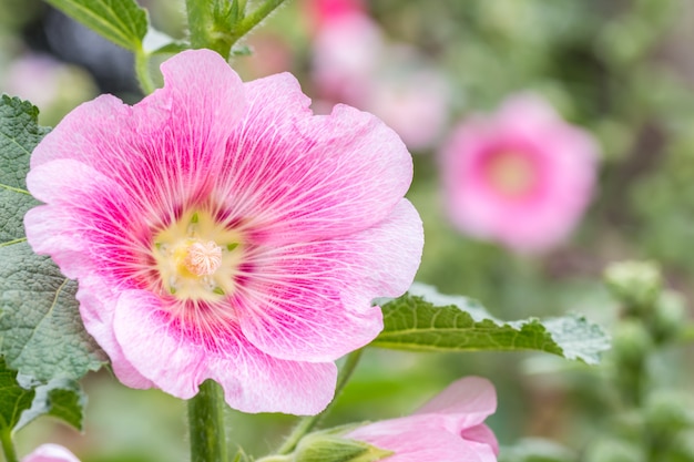 Roze bloem