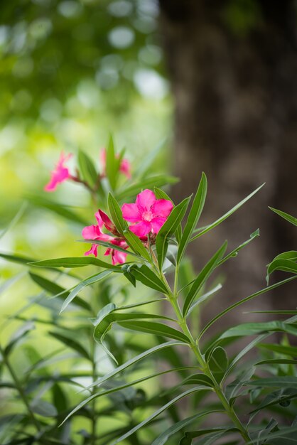 Roze bloem