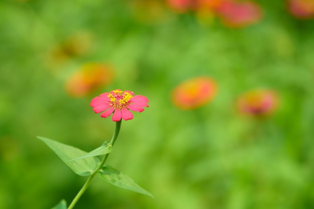 Roze bloemblaadjebloem met pollenstam op onduidelijk beeldachtergrond