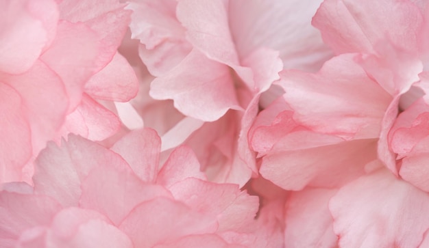 Roze bloemblaadjes bloeiende sakura boom bloemknoppen close-up Cherry Floral lente vintage background