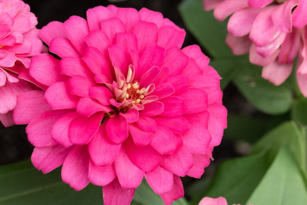 Roze bloemblaadjes in meerdere lagen