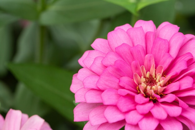 Roze bloemblaadjes in meerdere lagen