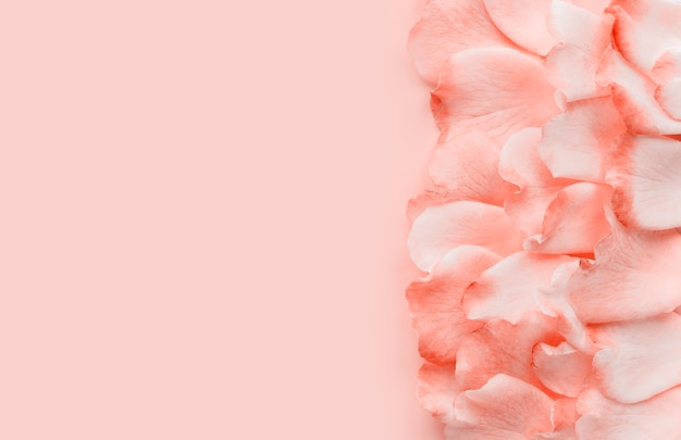 Foto roze bloemblaadjes op een pastel roze achtergrond, minimale stijl. plat leggen, kopie ruimte.
