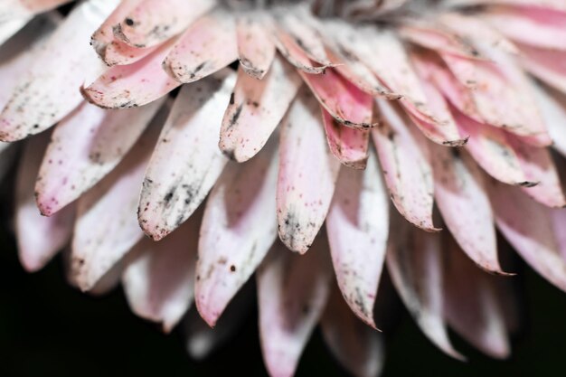 Roze bloemblaadjes op een zwarte close-up als achtergrond