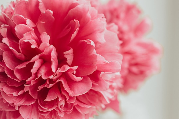 Roze bloemblaadjes van een bloeiende peony close-up. De bloemknop.