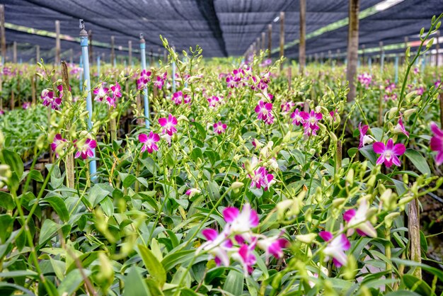 Roze bloemboeket op stengel van Dendrobium-orchidee in de kas, tropische plant voor sierteelt, zakelijke orchideeënboerderij is een landbouwindustrie in Thailand, mooie bloemen voor natuurachtergrond