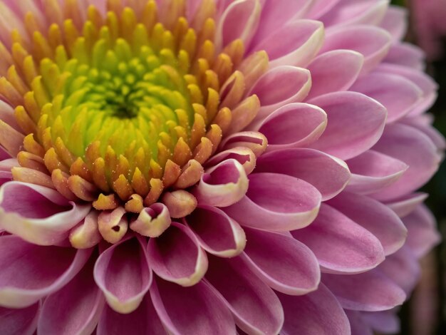 Roze bloemclose-up voor natuurlijke achtergrond