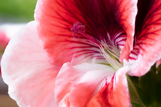 Roze bloemclose-up