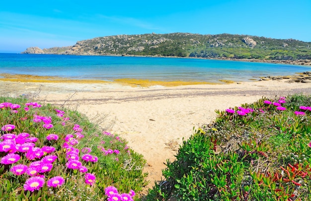 Roze bloemen aan de kust in Capo Testa Sardinië