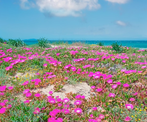 Roze bloemen aan de Sardijnse zee