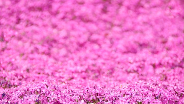 roze bloemen achtergrond