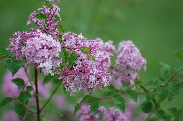 Roze bloemen bloeien buiten.