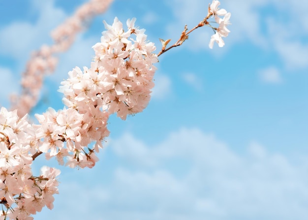 Roze bloemen bloeien en groene bladeren op de tak op zonnige lentedag tegen blauwe hemel