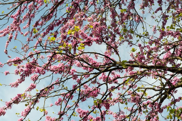 Roze bloemen bloeien in de lente