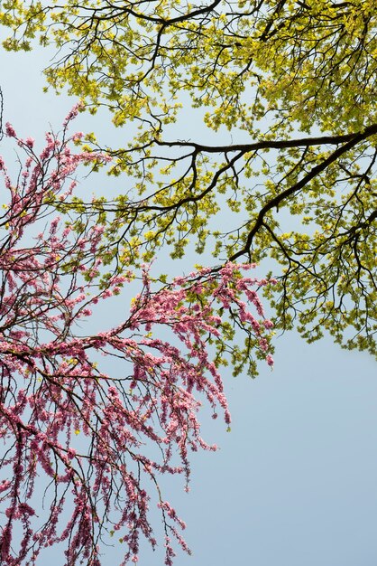 Roze bloemen bloeien in de lente