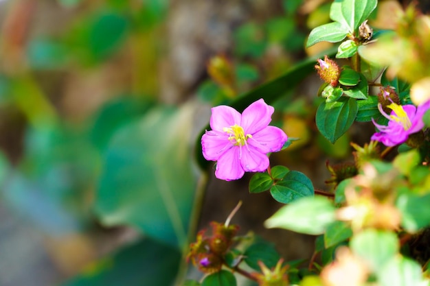 Roze bloemen bloeien in de natuur wazige achtergrond