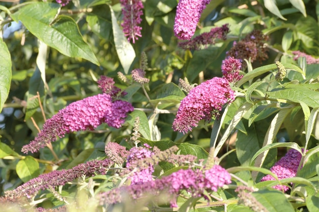 Foto roze bloemen bloeien in het park.