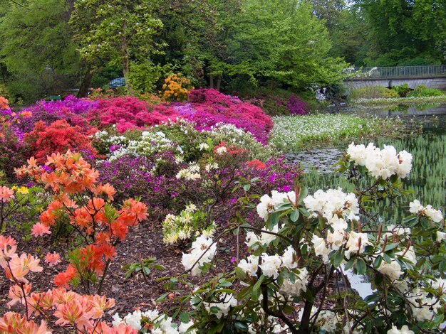 Foto roze bloemen bloeien op de boom.