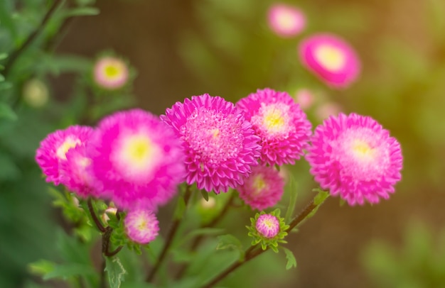 Roze bloemen bloeien prachtig voor achtergrond