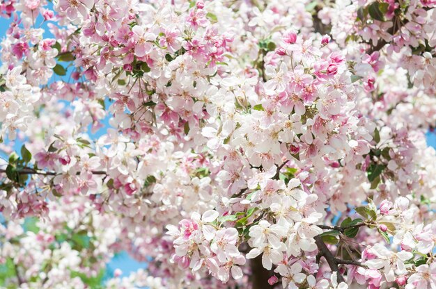 Roze bloemen bloeiende appelboom achtergrond