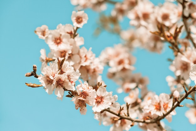 Roze bloemen bloeiende perzikboom in het voorjaar. Heldere blauwe hemel als achtergrond. Gefilterde opname