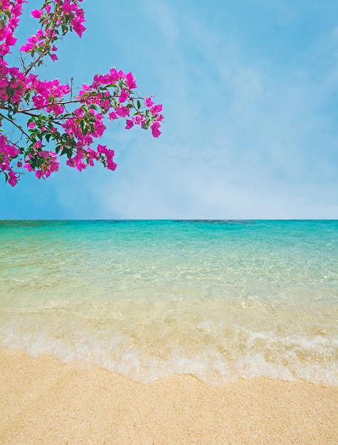 Roze bloemen boven een gouden kust