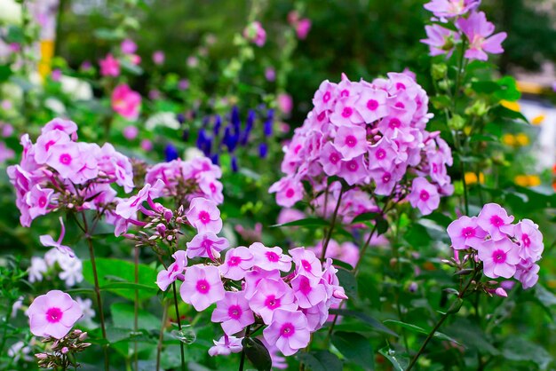 Roze bloemen close-up in de tuin