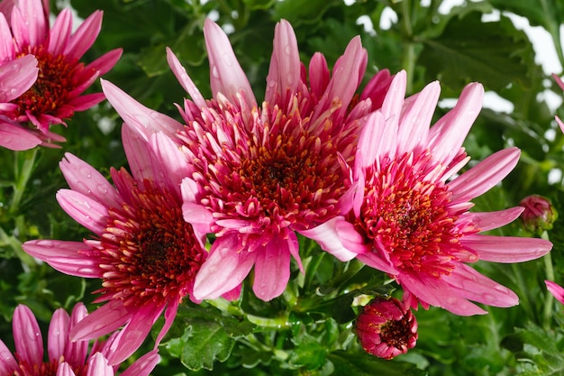 Roze bloemen (close-up) van Chrysanthemum plant met druppels water op bloemblaadjes.