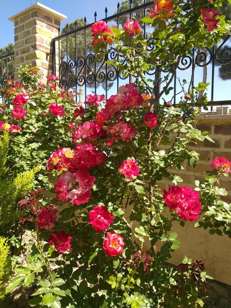 Foto roze bloemen en baksteen