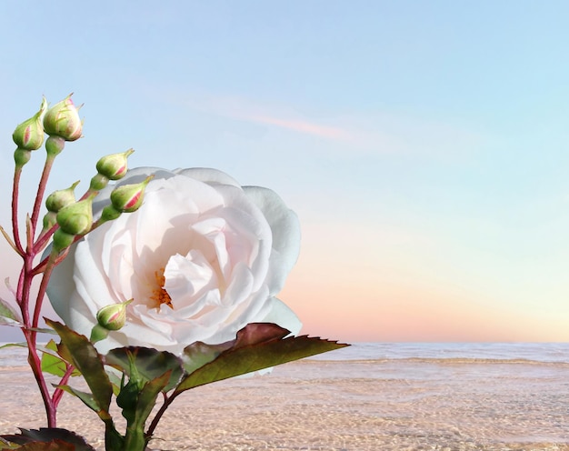 roze bloemen en groene palmboomplant blauwe zee en bewolkt roze luchtpanorama, watergolf