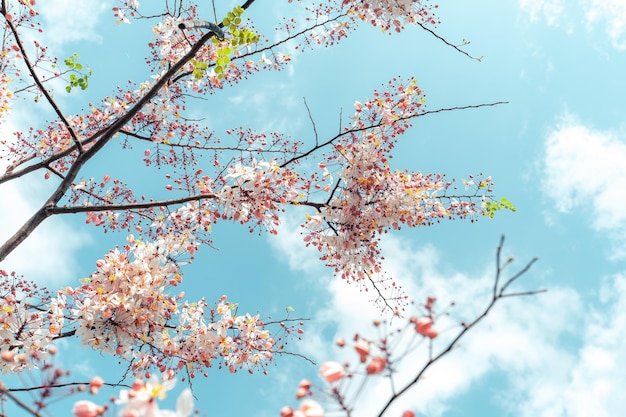 Roze bloemen en heldere zomerhemel en lucht