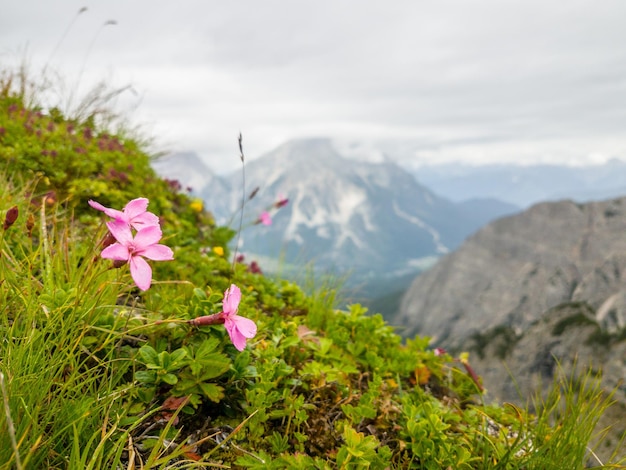 Roze bloemen en planten op de berg